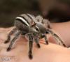 Spider Squirrel
