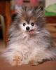 Static dog