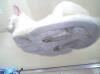 Sub Cat