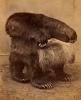 Bear chair