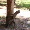 Tree love