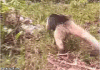 Ant Eater Chase