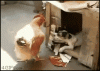 Bad dog