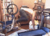 Bike on treadmill