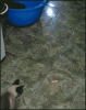 Cat vs Wall