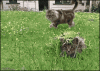 Cat ambush