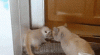 Cat Defence