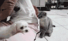 Cat dog standoff