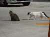 Cat fight
