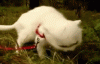 Cat flashback
