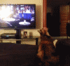 Cat Jump