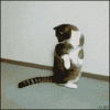 Cat rolls