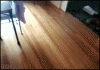 Cat Trap