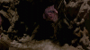Cave Busey
