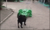 Dog owners
