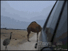 Camels