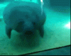 Manatee Bump