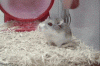 Mouse Wheel