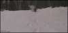 Shaun Whites Dog
