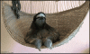 Sloth Chillin