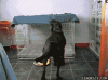 Smart dog
