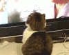 Stare down