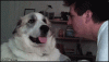 Dog punch