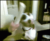 Tease Dog