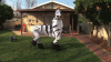 Dance of the Zebra