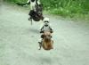 Hover dogs
