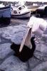 Ambitious Pelican