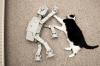 ATAT vs cat