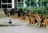 Brave kitty
