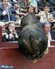 Bull!!