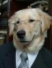 Business dog