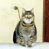 Cat Lamp