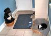Cat and dog