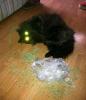Catnip
