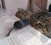 Mouse spotted