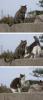 Cats and stick