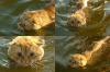 Cat swimming