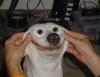 Dog smile