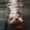 Dog underwater