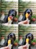 Unsure dog