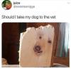 Should I take my dog to the vet