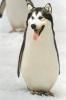 Doguin