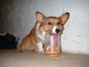 Peanut Butter Dog