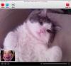 Kitty Chat