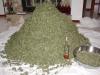 Lots of weed