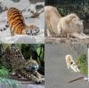 Cat stretch